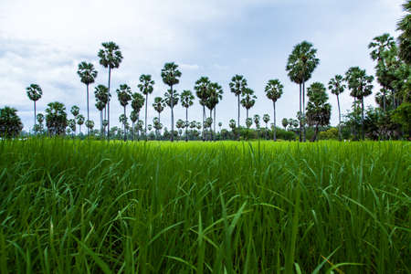Sugar palm trees on the paddy field