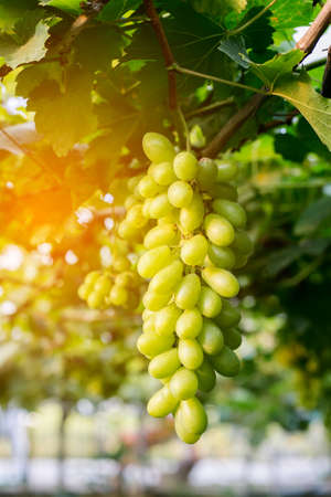 grape harvestの写真素材