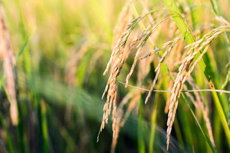 close up of yellow green rice fieldの写真素材