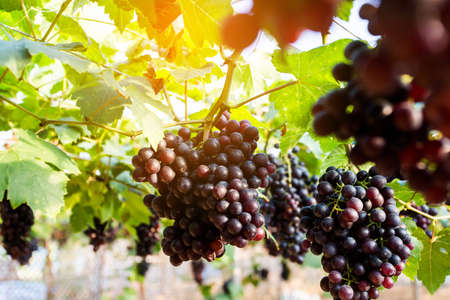 vine grapes at harvestの写真素材