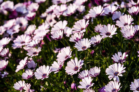 colorful flowers in depth of field
