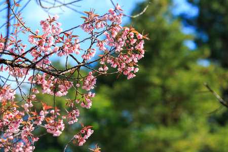 Wild Himalayan Cherry with blue sky and cloud background. Thai sakura blooming during winter in Thailandの写真素材