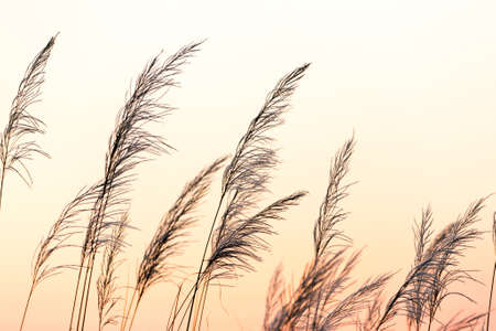 Close up White flower in field with sunrise background.
