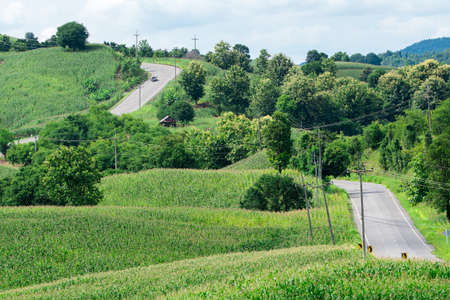 asphalt road through the green field and clouds on blue sky in summer day