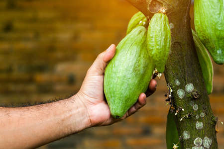Cacao Tree (Theobroma cacao). Organic cocoa fruit pods in nature.の写真素材