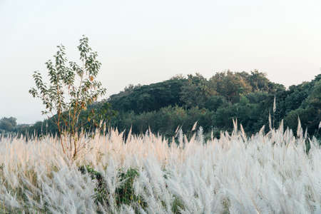 Close up White flower in field with sunrise backgroundの写真素材