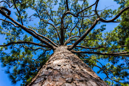 Pine tree forest landscapeの写真素材