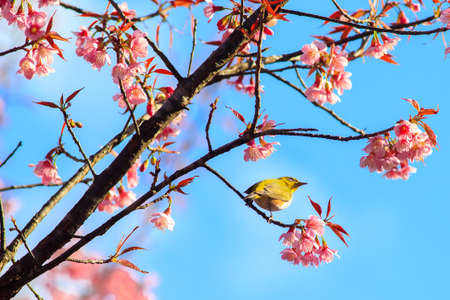 White-Eye Bird on Cherry Blossom and Sakura