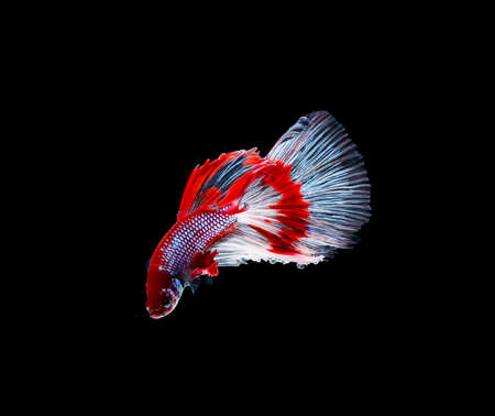 Betta fish, siamese fighting fish, betta splendens isolated on black backgroundの写真素材