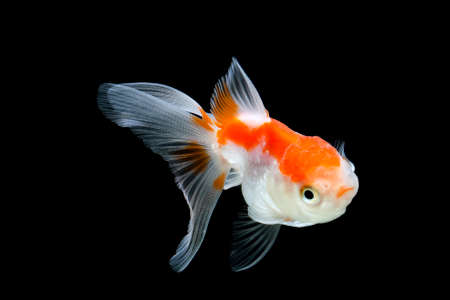 Goldfish isolated on black backgroundの写真素材