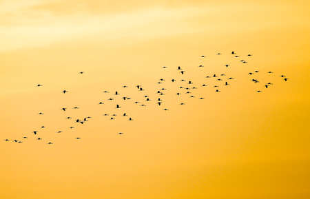Flock of flying common cranes (Grus grus) in V formation with the setting sun sky in background, departing birds.の写真素材