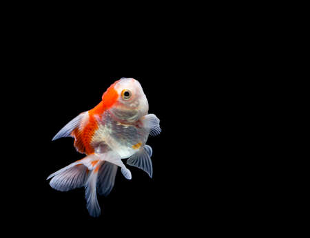 goldfish isolated on a dark black backgroundの写真素材
