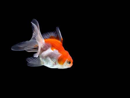 goldfish isolated on a dark black backgroundの写真素材
