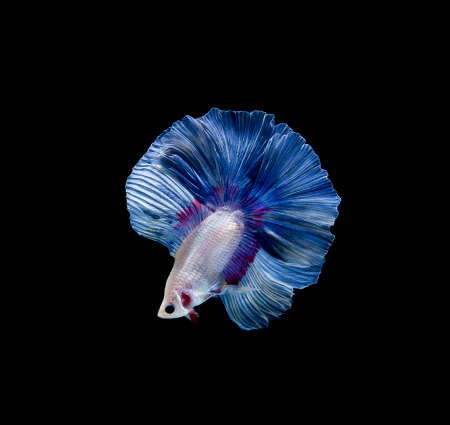 Betta fish, siamese fighting fish, betta splendens isolated on black backgroundの写真素材