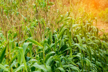 yellow cob of sweet corn on the field. Collect corn crop.の写真素材