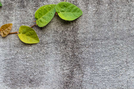 Green Creeper Plant on white wallの写真素材