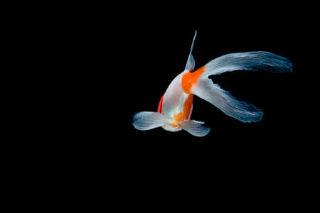 Goldfish isolated on black backgroundの写真素材