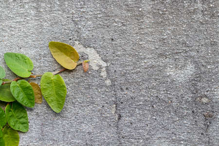 Green Creeper Plant on white wallの写真素材