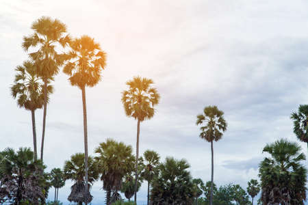 Asian Palmyra palm, Sugar palm have bird nest on blue sky backgroundの写真素材