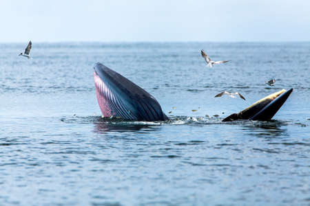 Bryde's whale, Eden's whale, Eating fish at gulf of Thailand.の写真素材