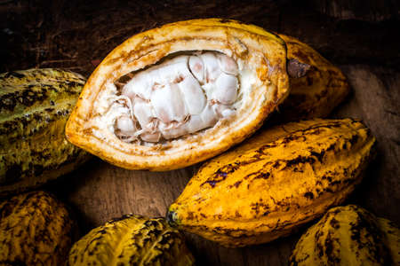 Cocoa beans and cocoa pod on a wooden surface.の写真素材