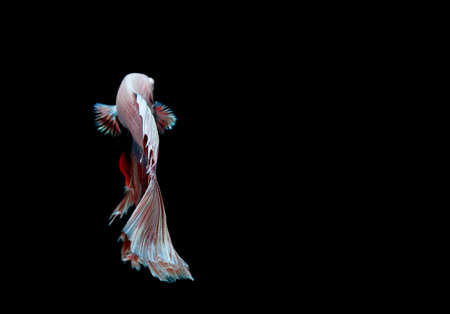 Betta fish, siamese fighting fish, betta splendens isolated on black background