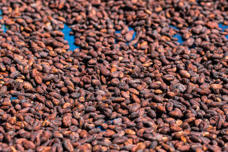 Cocoa beans and cocoa pod on a wooden surface.の写真素材