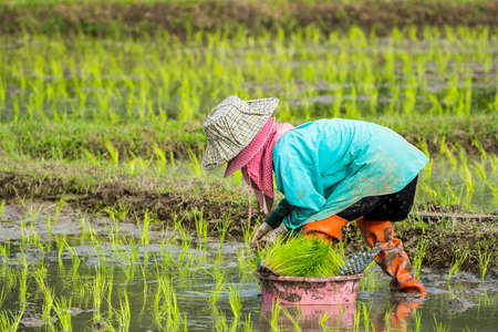 Asian farmer transplant rice seedlings in rice field,Farmer planting rice in the rainy seasonの写真素材