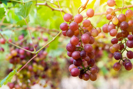 Vineyards at sunset in autumn harvest. Ripe grapes in fall.の写真素材