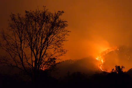 burning pine forest in the smoke and flames.の写真素材