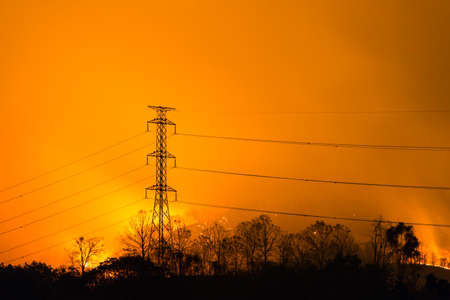 burning pine forest in the smoke and flames.