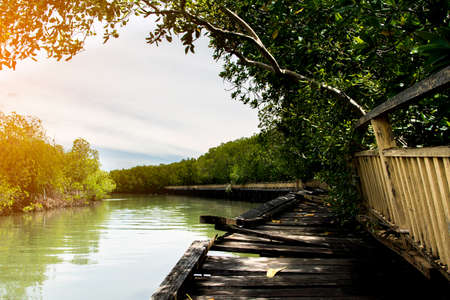 Mangrove trees along the turquoise green water in the streamの写真素材