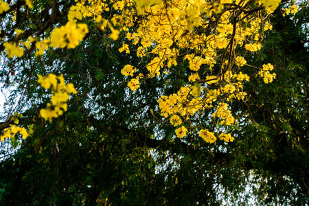 Autumn trees with yellow leaves in a forest or park