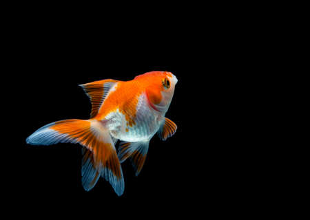 goldfish isolated on a dark black backgroundの写真素材