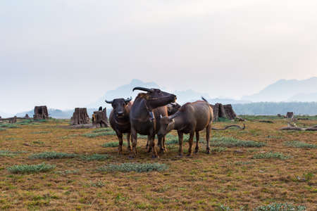 asian water buffalo with black bird on his head walking on the field with rope in the noseの写真素材