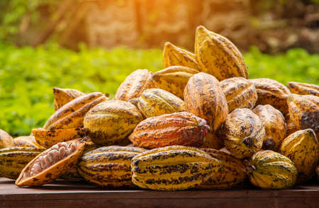 Cocoa beans and cocoa pod on a wooden surface.の写真素材