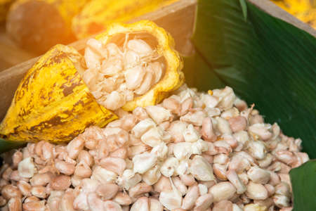 Cocoa beans and cocoa pod on a wooden surface.の写真素材