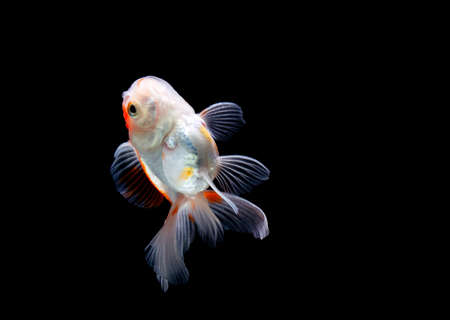 Goldfish isolated on black backgroundの写真素材