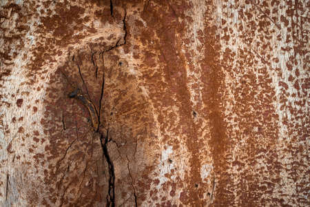 wood texture. background old panelsの写真素材
