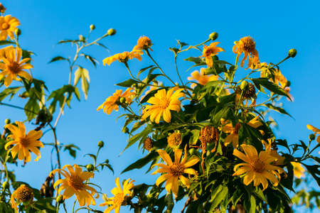 Mexican sunflower. (Tithonia diversifolia plant)