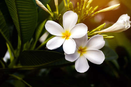 White and yellow plumeria flowers on a treeの写真素材