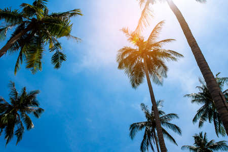 Coconut palm trees, beautiful tropical backgroundの写真素材