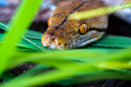 python (Morelia viridis). closeup of the eye