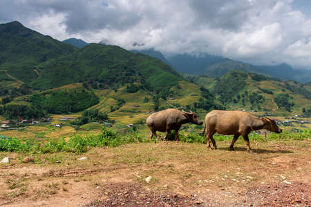 Rice fields at Northwest Vietnamの写真素材