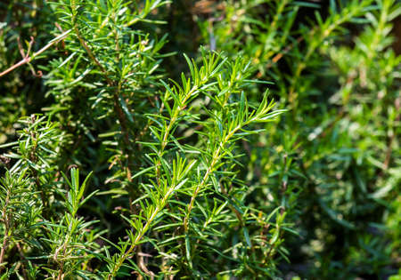 Fresh Rosemary Herb grow outdoor. Rosemary leaves Close-up.