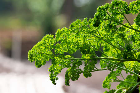Green Parsley leaf background. Parsley or garden parsley is a species of flowering plant in the...