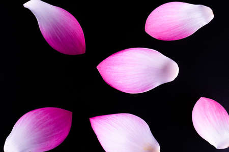 Lotus flower isolated on Black background.の写真素材