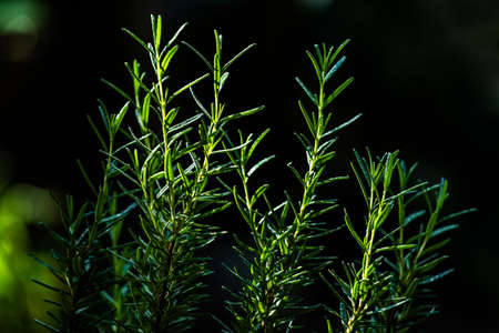 Fresh Rosemary Herb grow outdoor. Rosemary leaves Close-upの写真素材