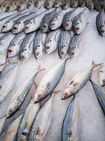 fresh fish in the marketの写真素材