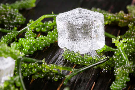 Sea grapes ( green caviar ) seaweed,